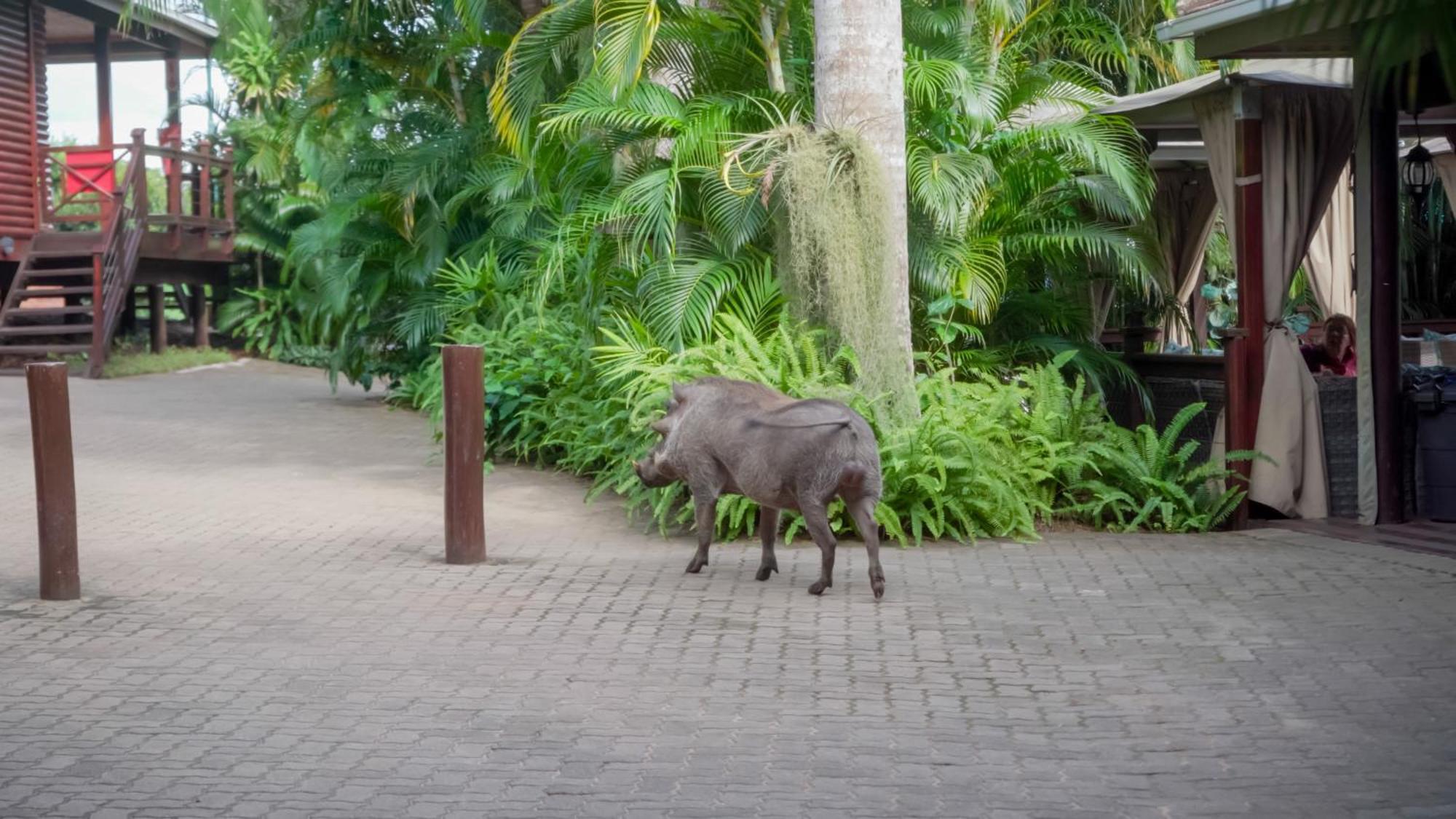 Luxury Tented Village @ Urban Glamping St. Lucia Exterior foto